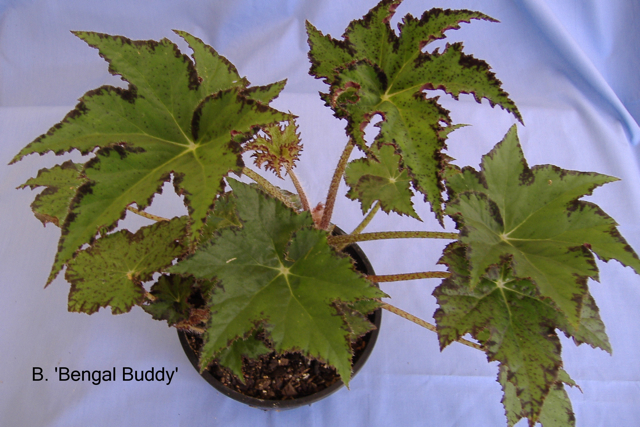 B. ‘Bengal Buddy’